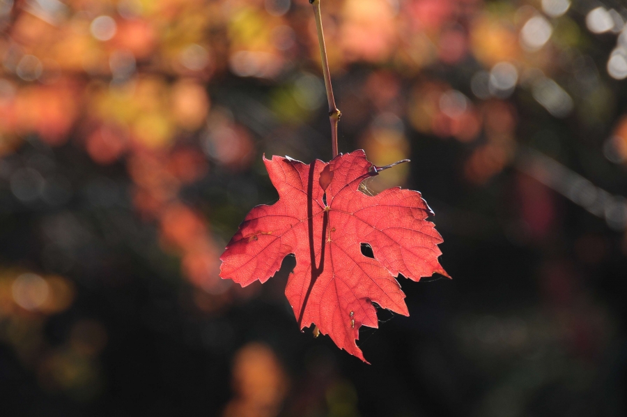 Passeggiata fotografica Colori D&#039;autunno